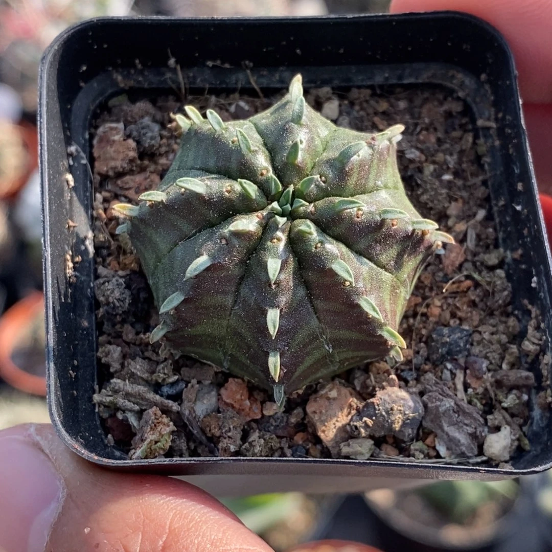 植播园艺法丽达大戟