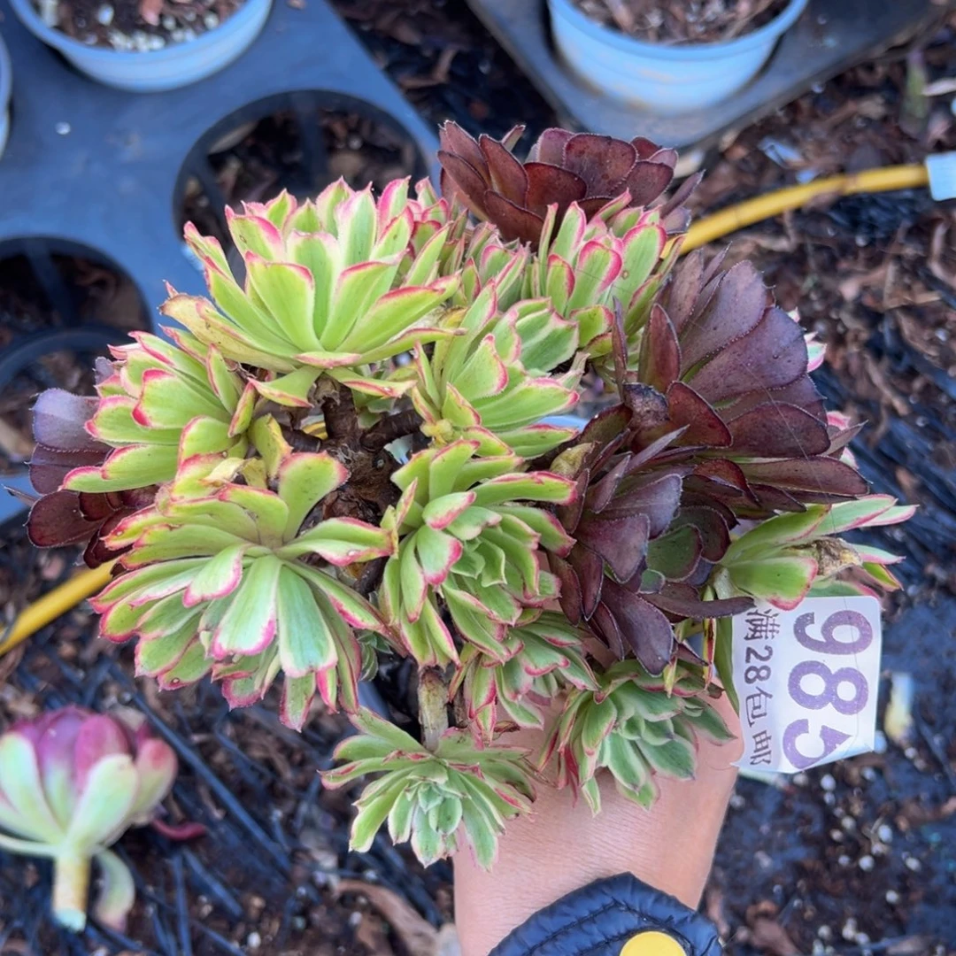 多肉植物985无售后