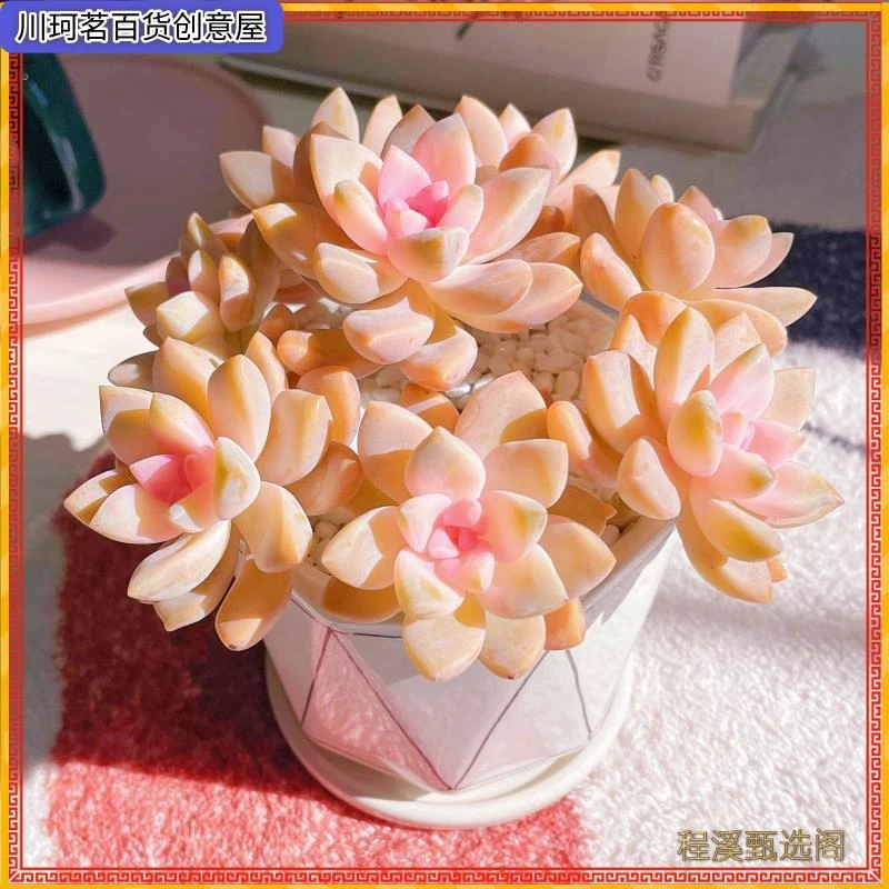 粉色淡雪多肉植物老桩绿植花卉组合盆栽阳台室内精品网红新手肉肉
