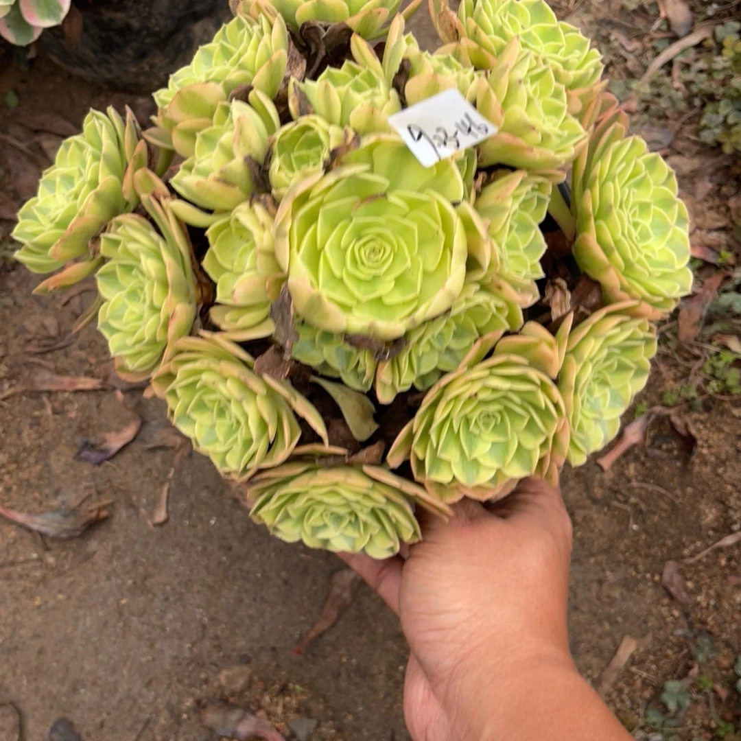 9-23-46雨荷法师锦多肉
