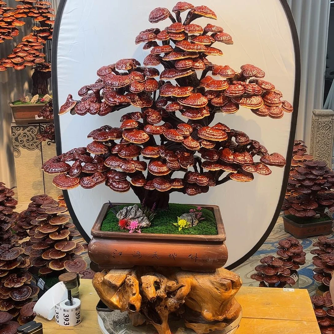 无花朵788888888888