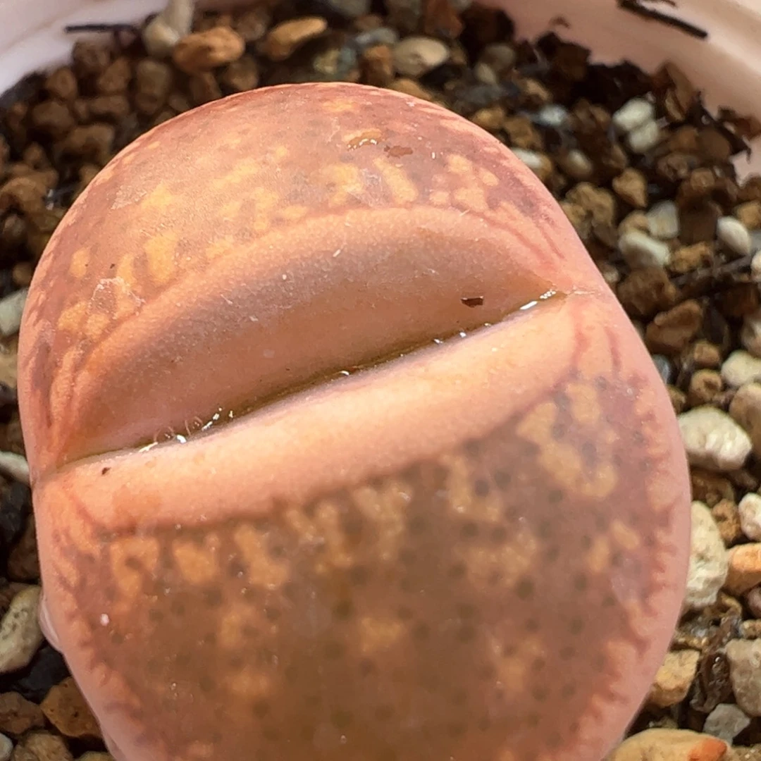 嘴唇日轮多肉植物百科
