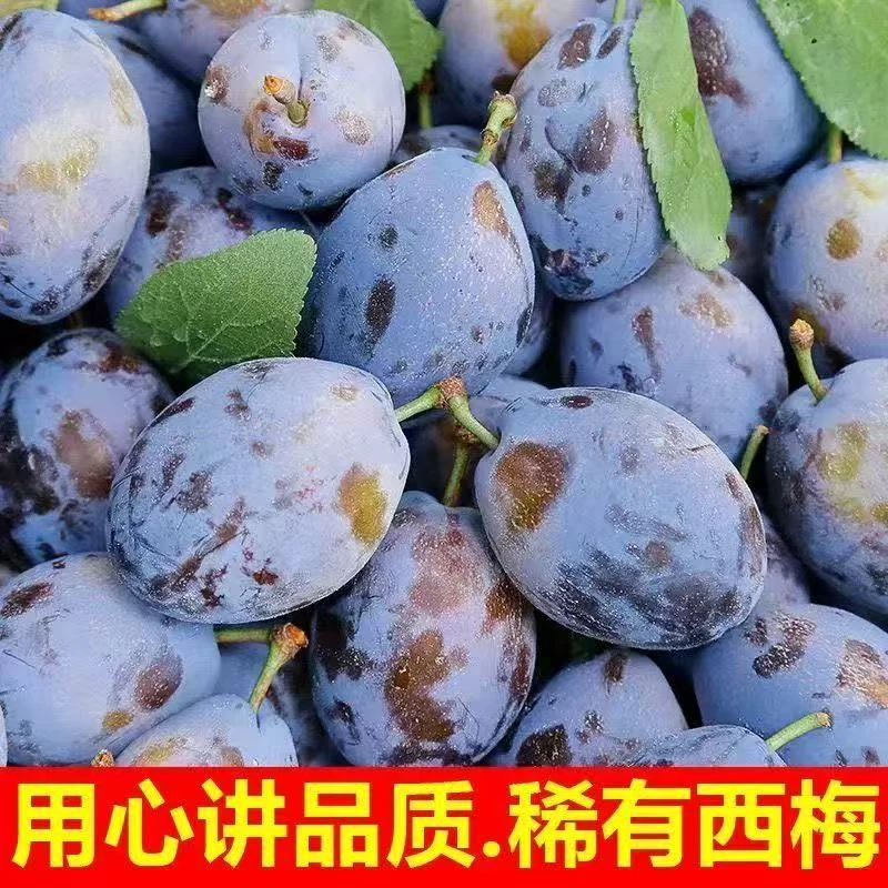 正宗头茬新鲜现摘西梅应季水果京东冷链香甜多汁放软更甜