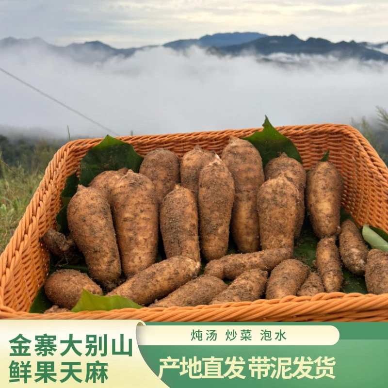 正品大别山新鲜天麻仿野生种植现挖现发原产地直发煲汤泡水滋补