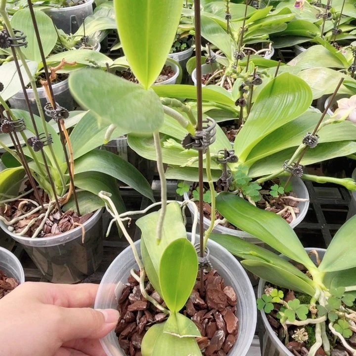 完全开放山菜路德-884