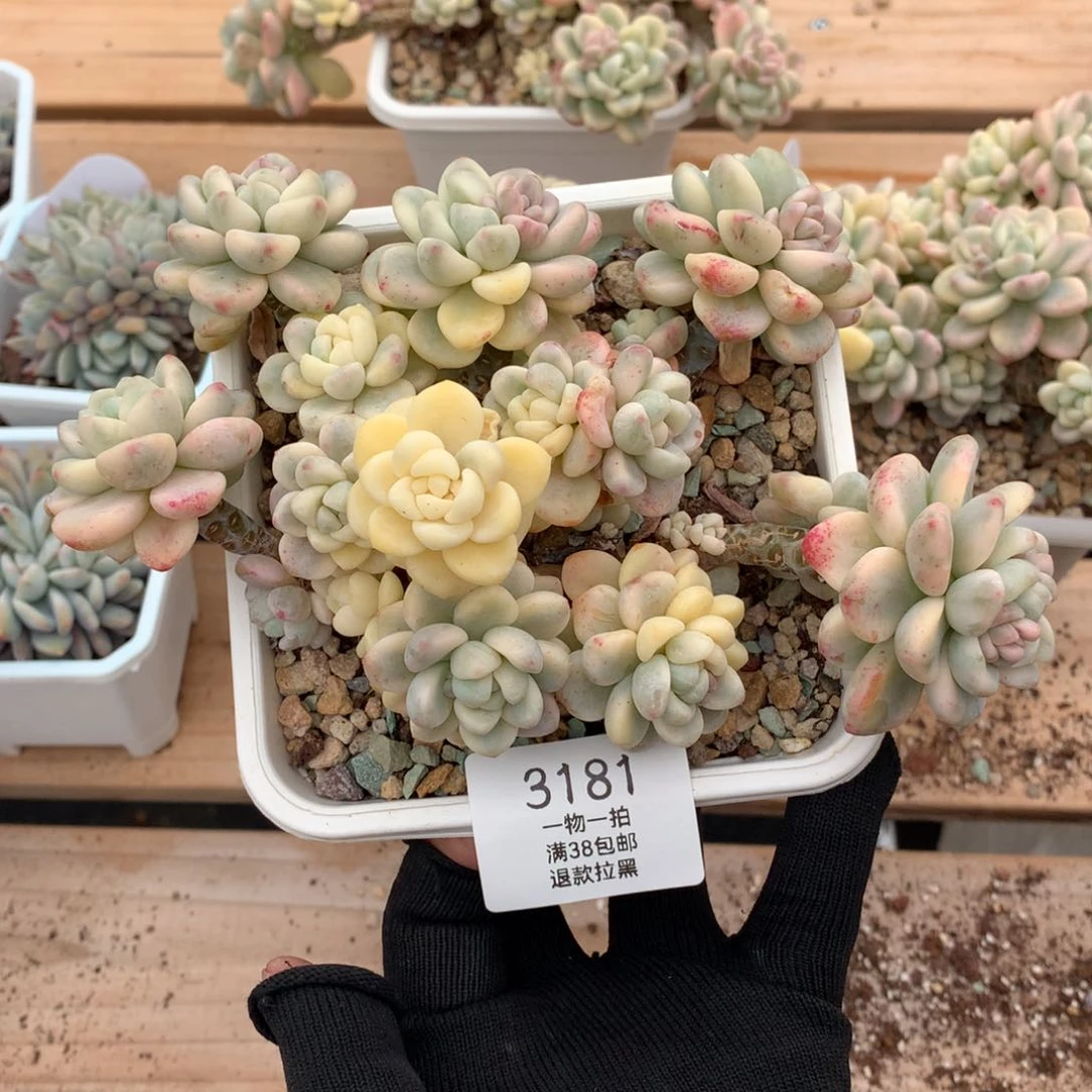 17厘米劳尔锦有砍3181