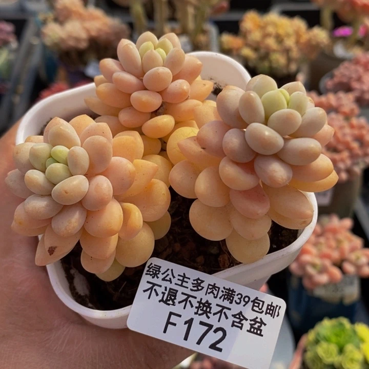 洛可可运输会掉叶8cm172多肉