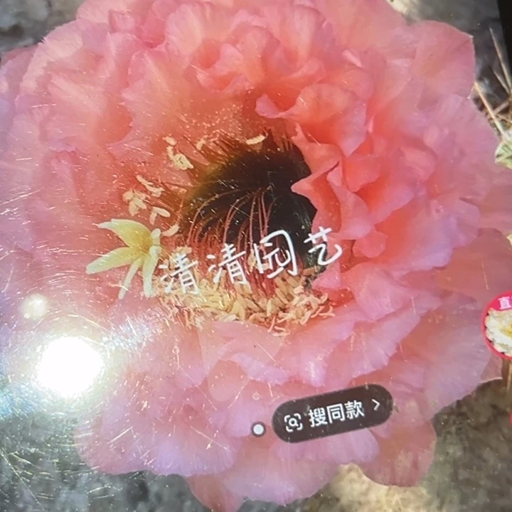 清清3-115侧牙瑕疵黑点