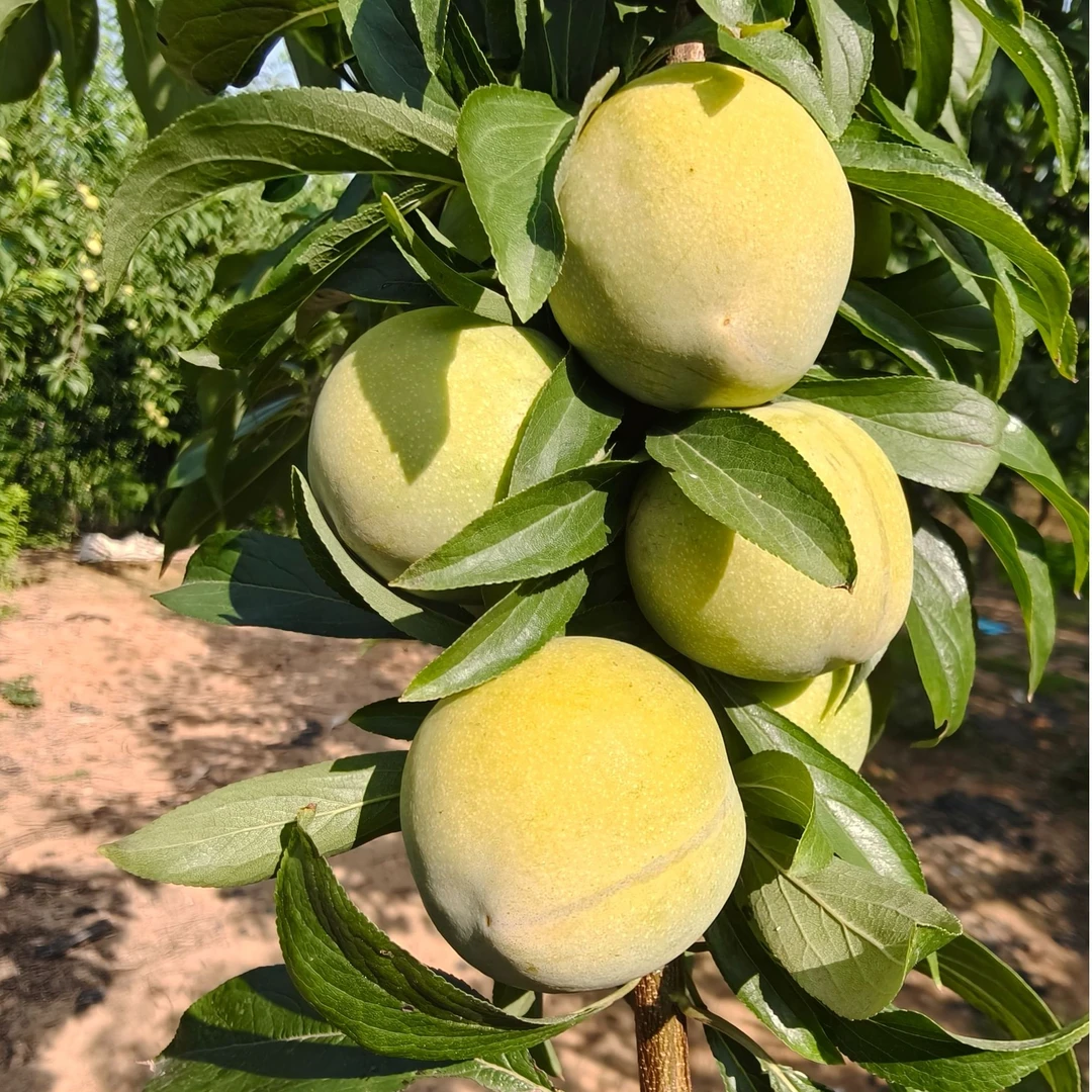 眉山巨进1号晚熟蜂糖李 现摘现发 脆甜可口大果