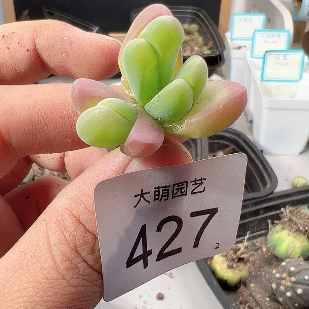 0000427 一物一拍……