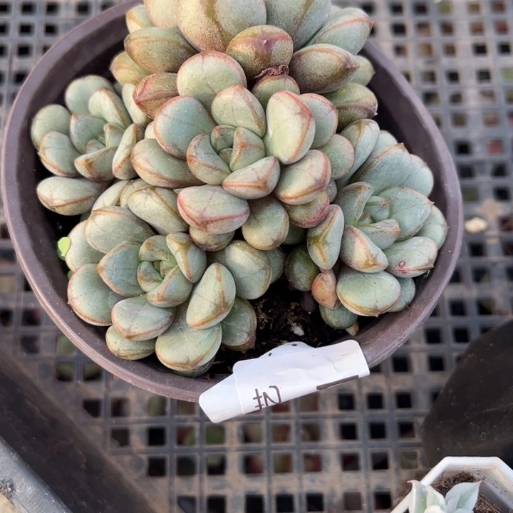 葡萄多肉植物老桩