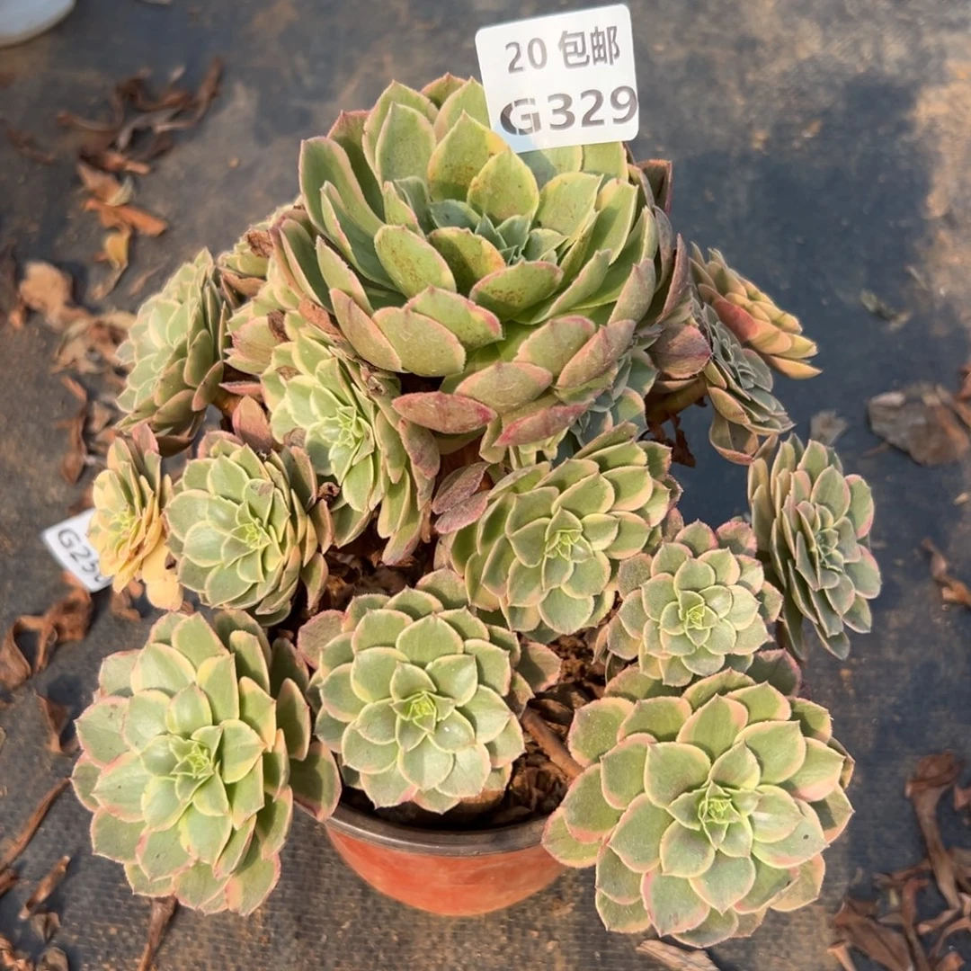 不***弃329粉花妖，多肉法师