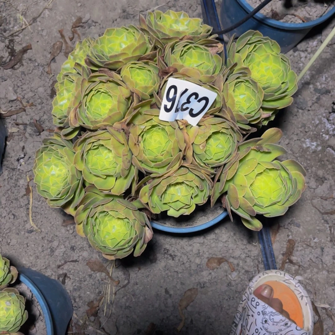 雨荷法师26////28包邮
