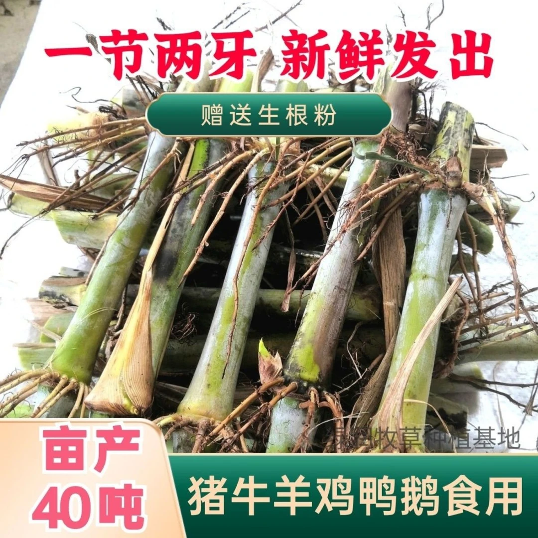 甜象草3号种节无毛 新型皇竹草  巨菌草 红象草  一年四季 冻不死