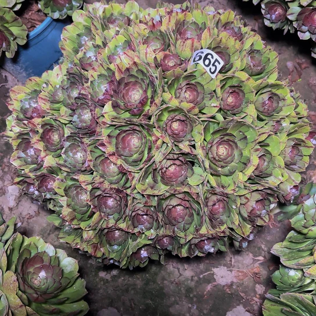 法师法师14–8包邮法师