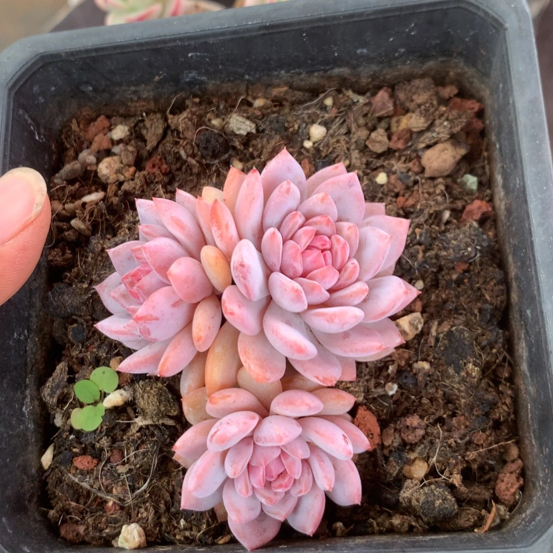 人工增水系统在国内已经应用