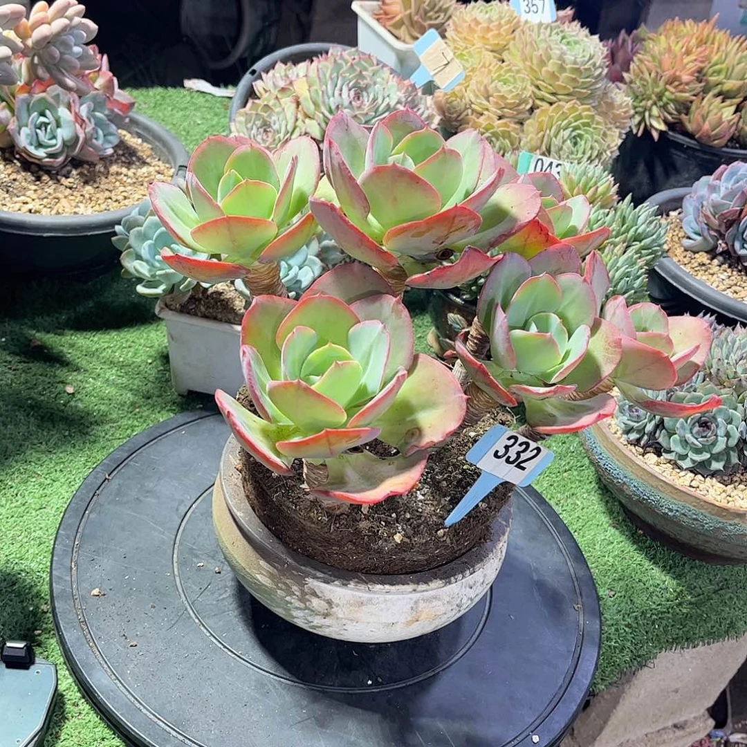 郑***.得国线凤多肉植物保护332