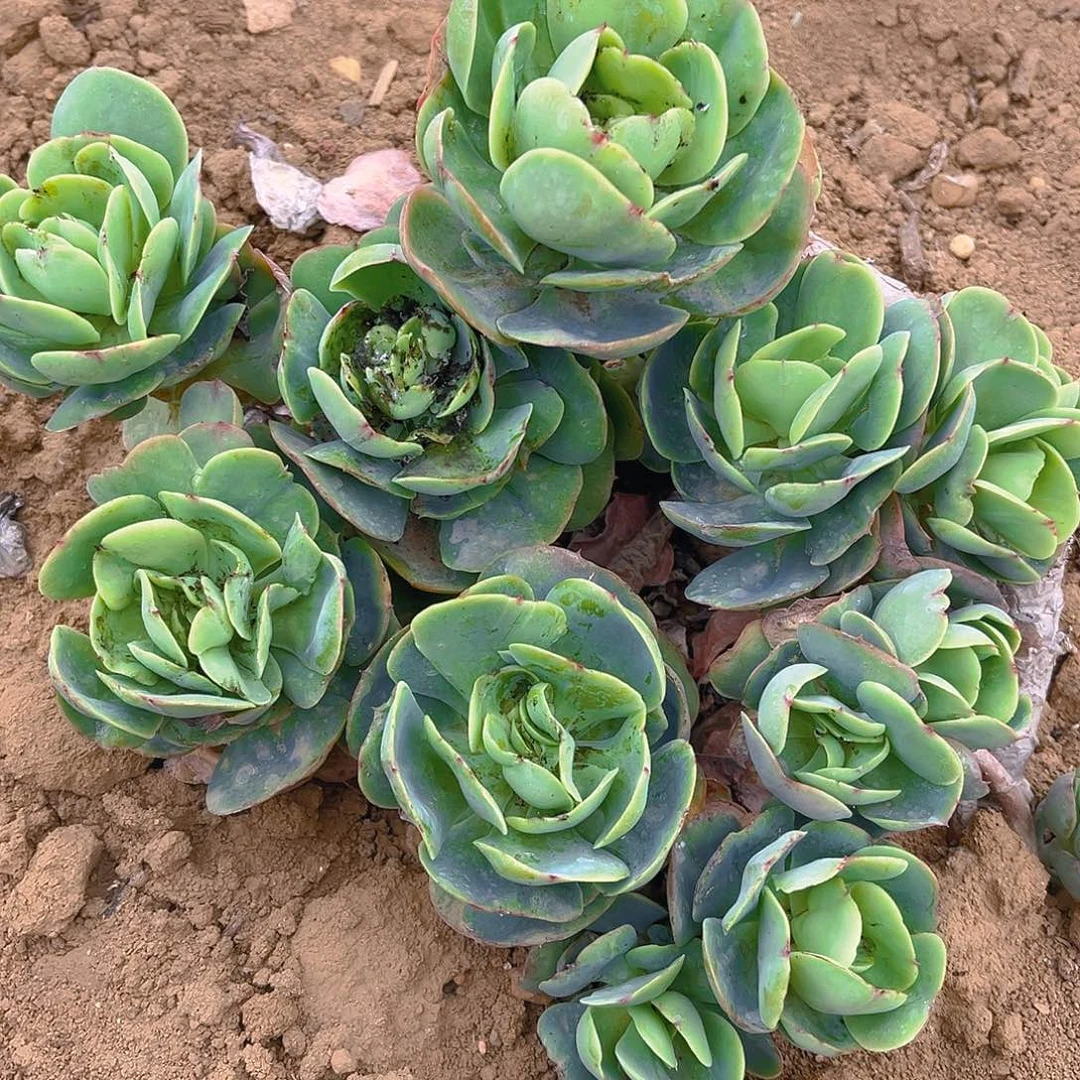 老桩碧桃幼虫地载好养