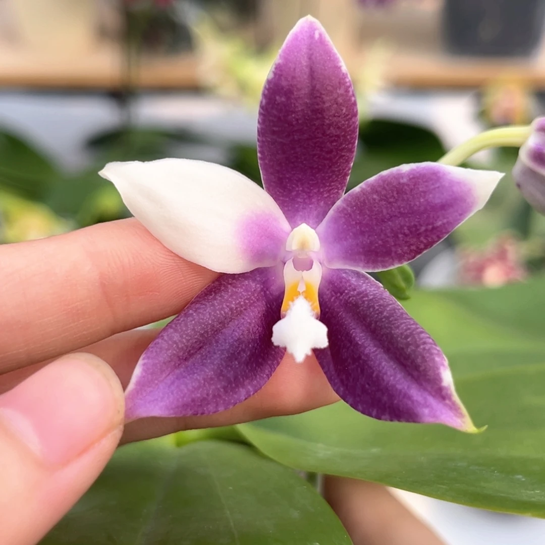 完全开放2.5寸yc45开花株