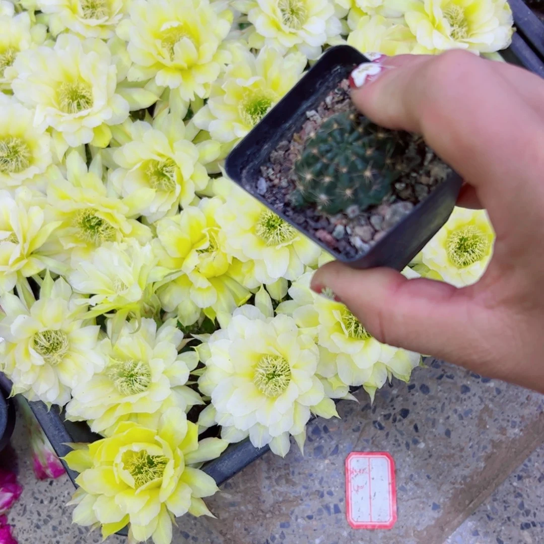 下13丽花秋月根2一3公分左右软脱土发货20包邮