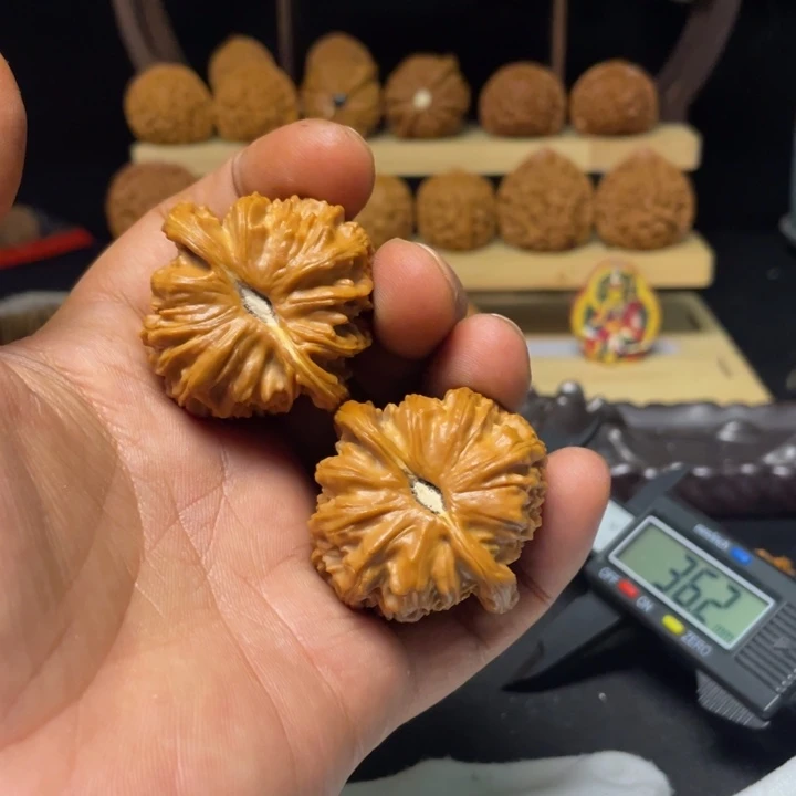 碳***钙文玩核桃把件白狮子