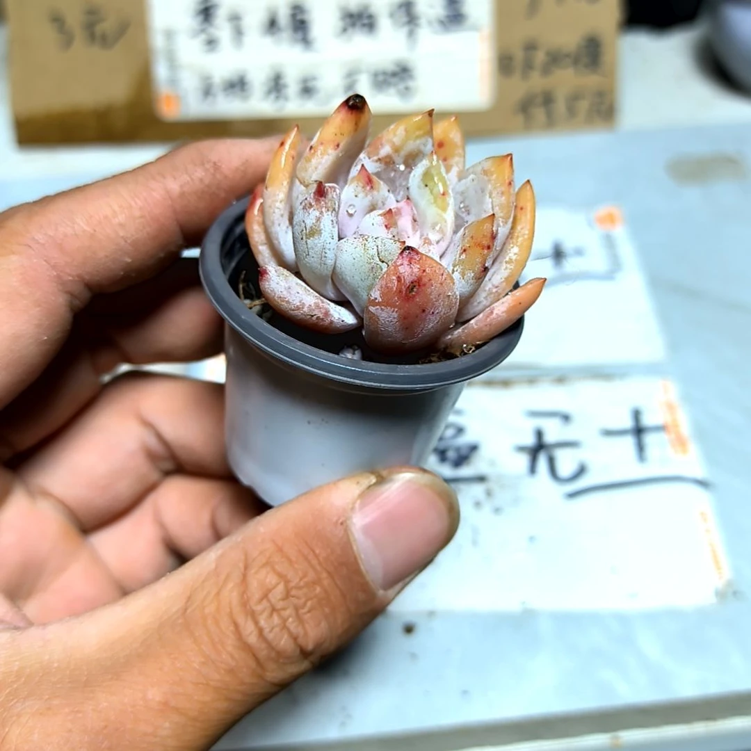 满6元包邮，糖心雪天使俩颗