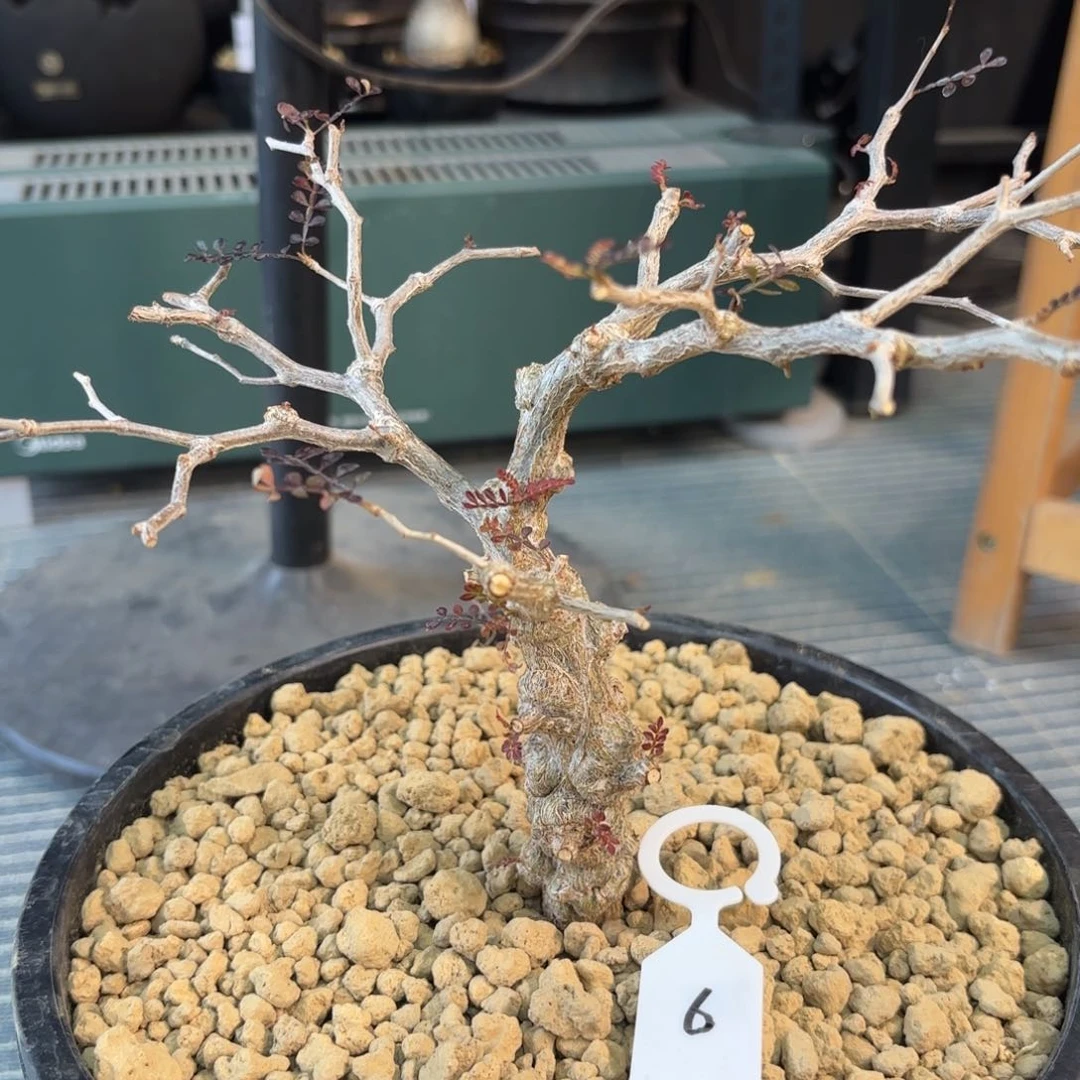 木  象足漆树园艺6号