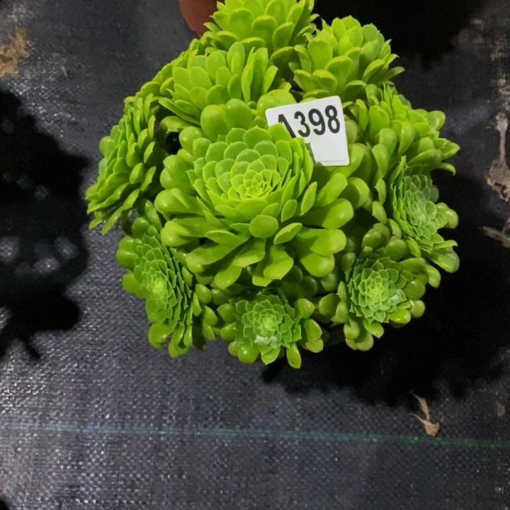 翡翠冰多肉植物398