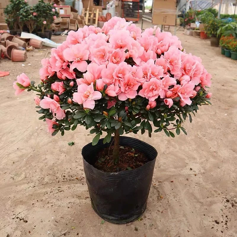 【大冠·樱桃红】杜鹃花 树型精美 盆栽地栽庭院阳台均可