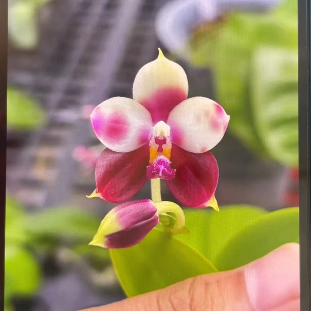 当前无花栽培后可以开花鱼鱼交飞鹰交珍，2.5杯苗1棵