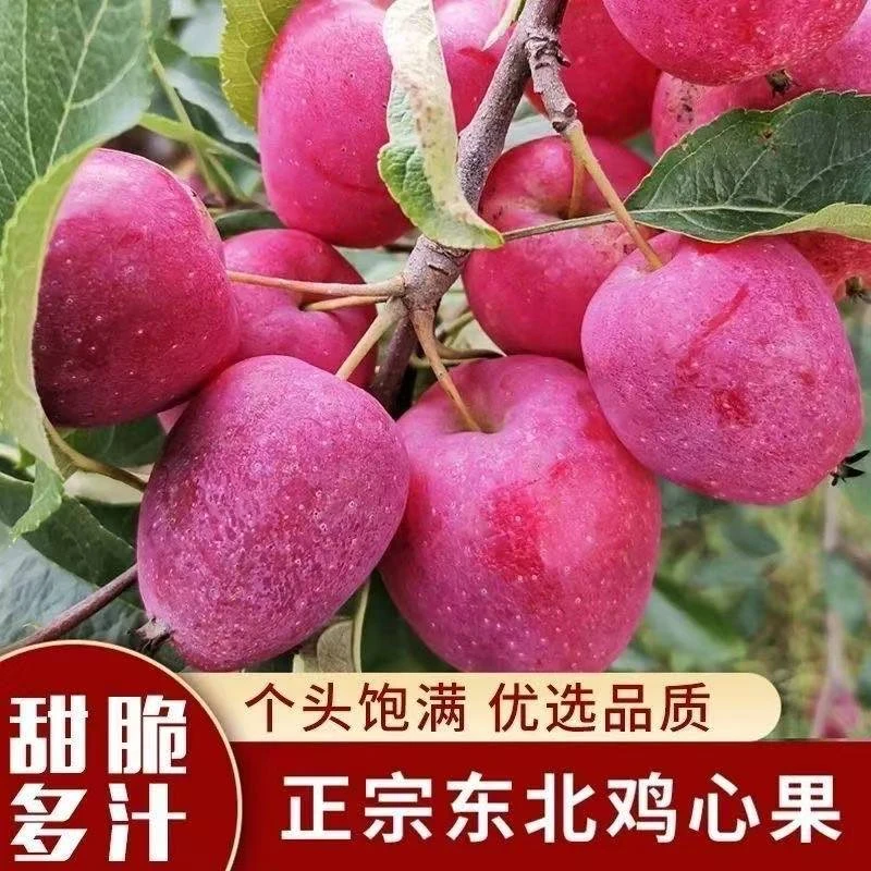东北特产鸡心果锦绣海棠果冰糖心小苹果新鲜采摘脆甜多汁