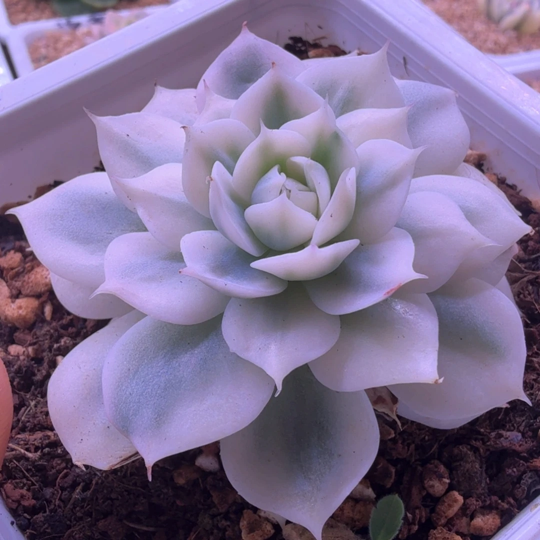 巴黎白锦  多肉植物