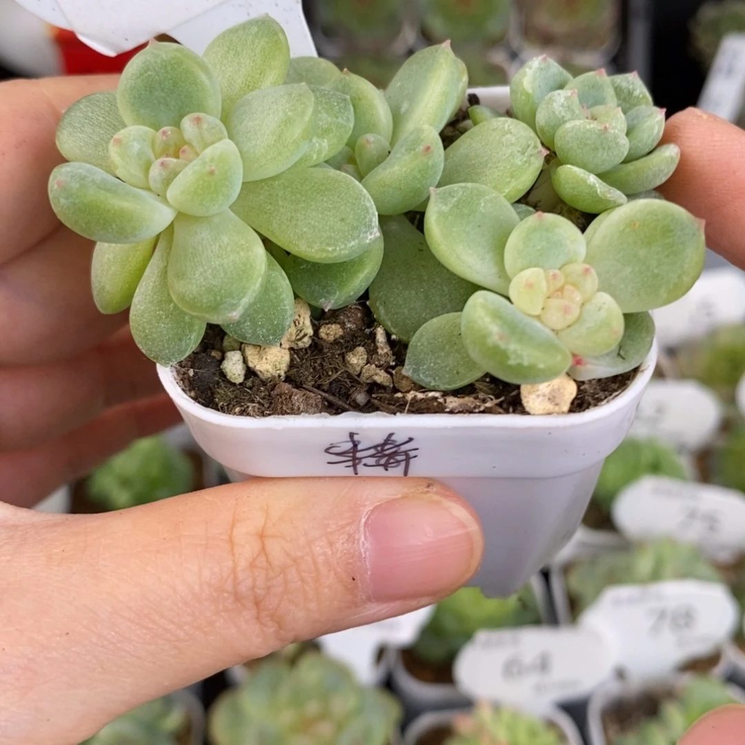 财富拼盆一73号福利