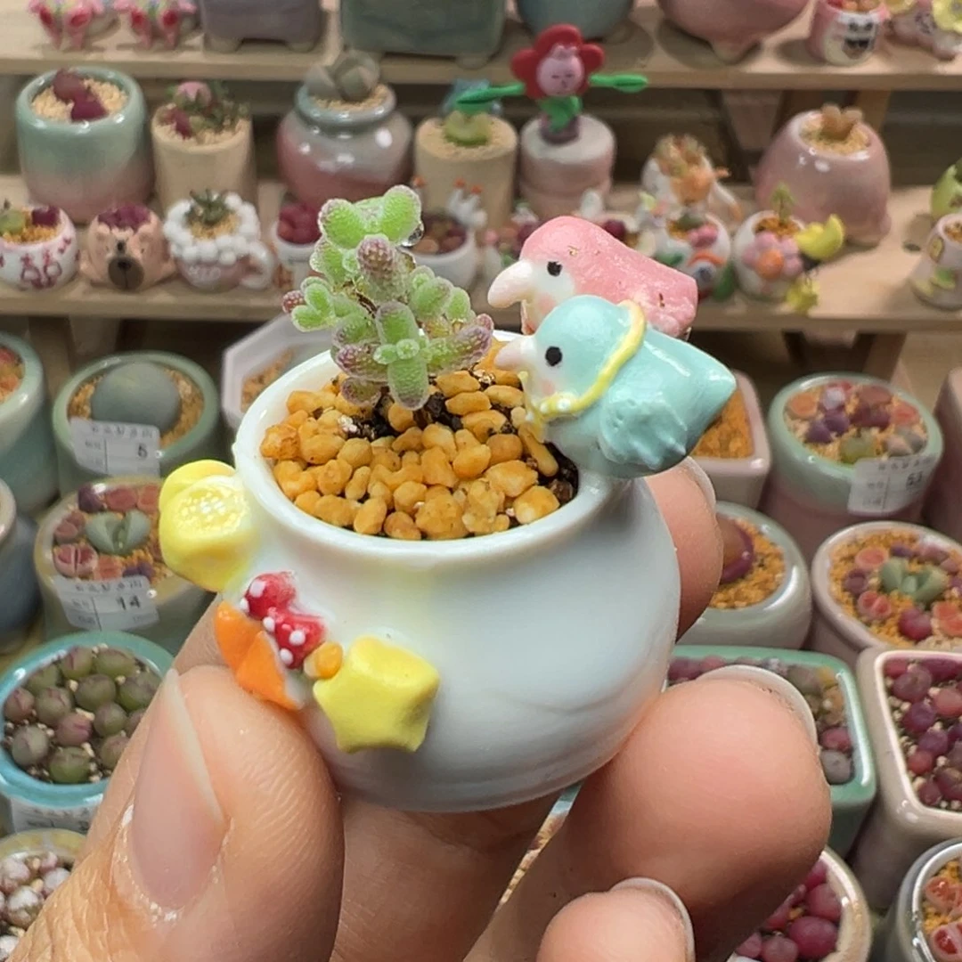 骑****街多肉植物54号种个吕氏枝干不要