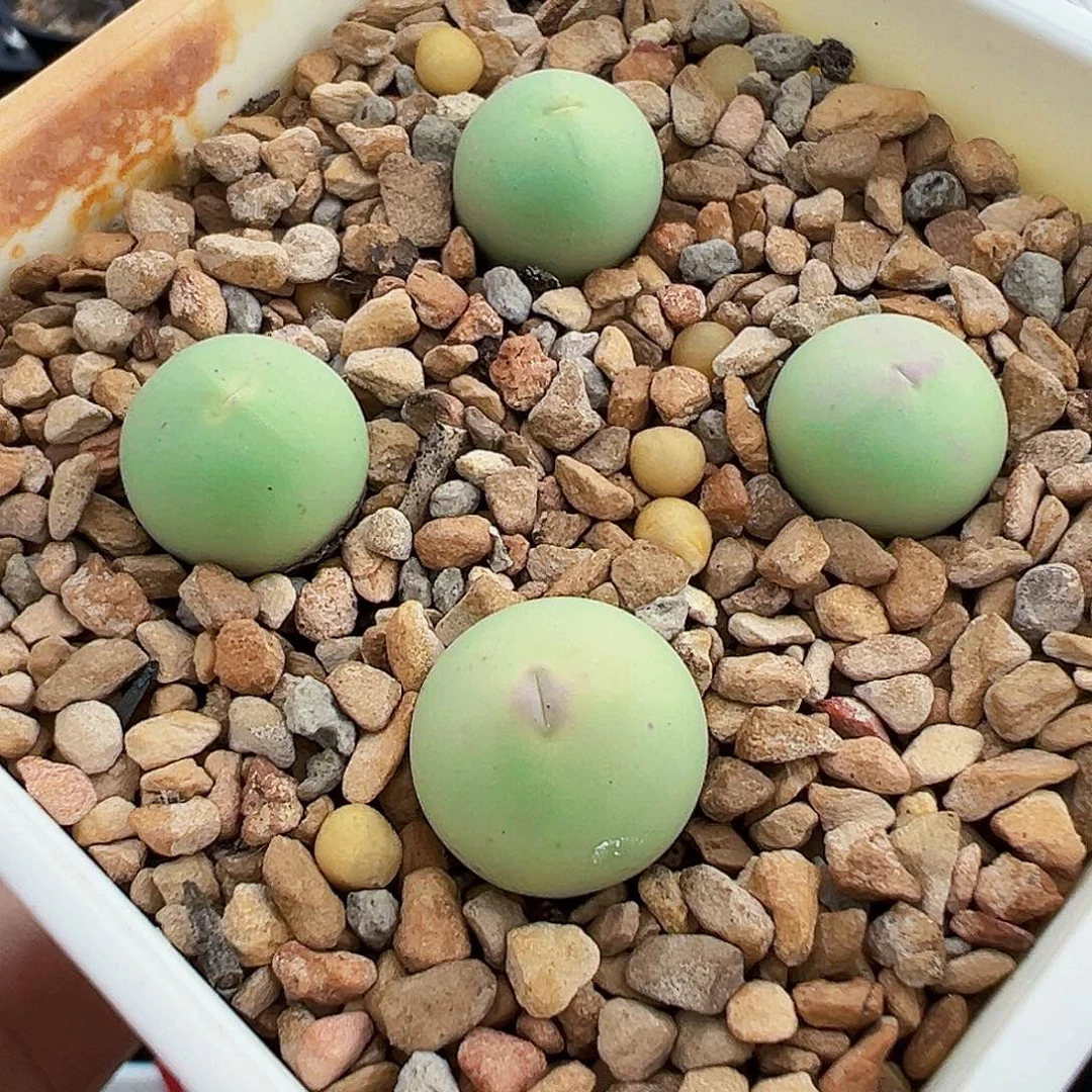 无花朵特选v嘴杂交 一盆