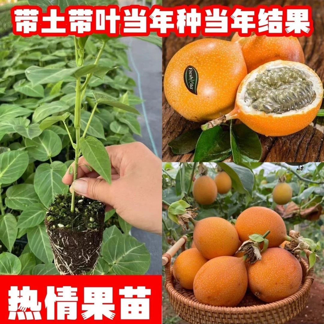正宗热情果苗无酸庭院阳台盆栽四季种植当年结果