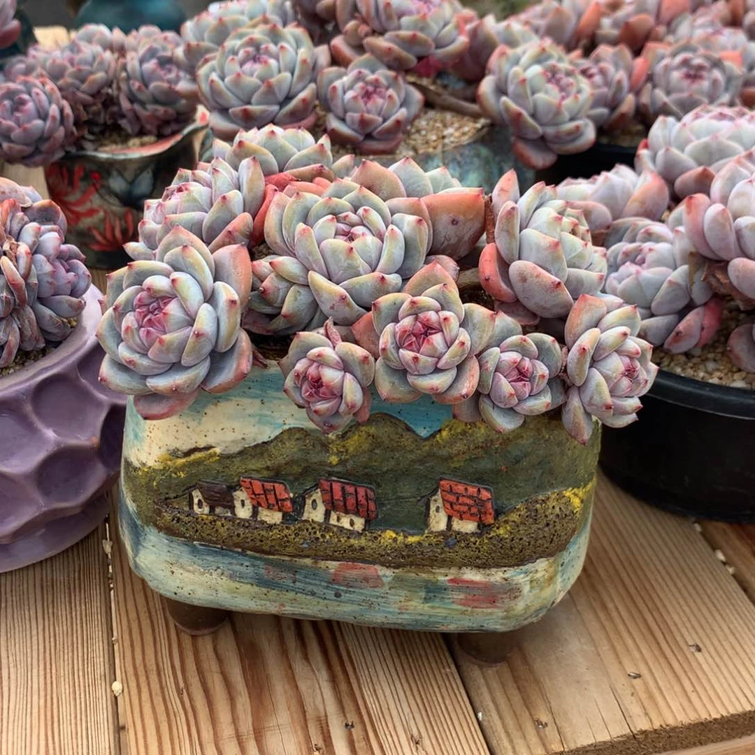 巴****林铁塔突尼斯发货多肉