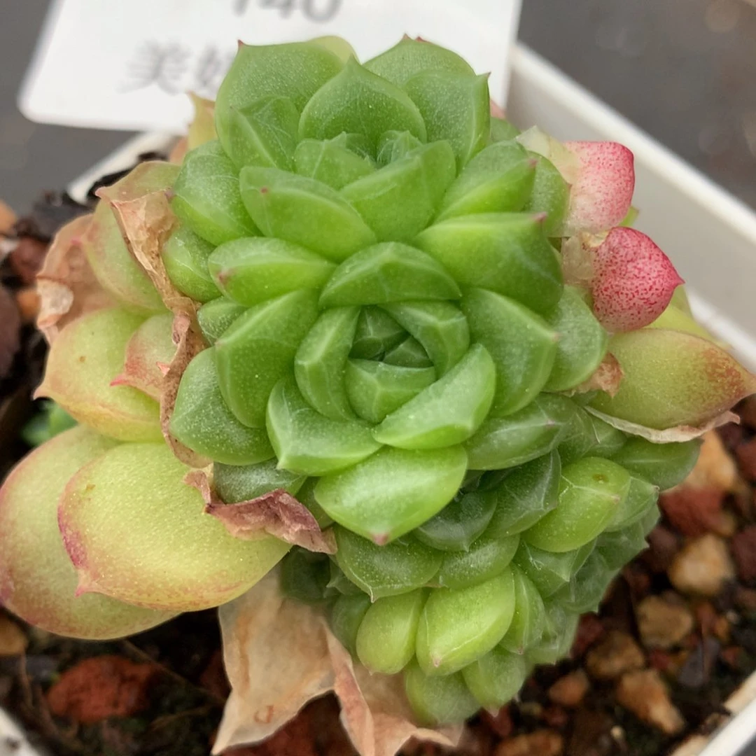 0529-140 麦秆优选