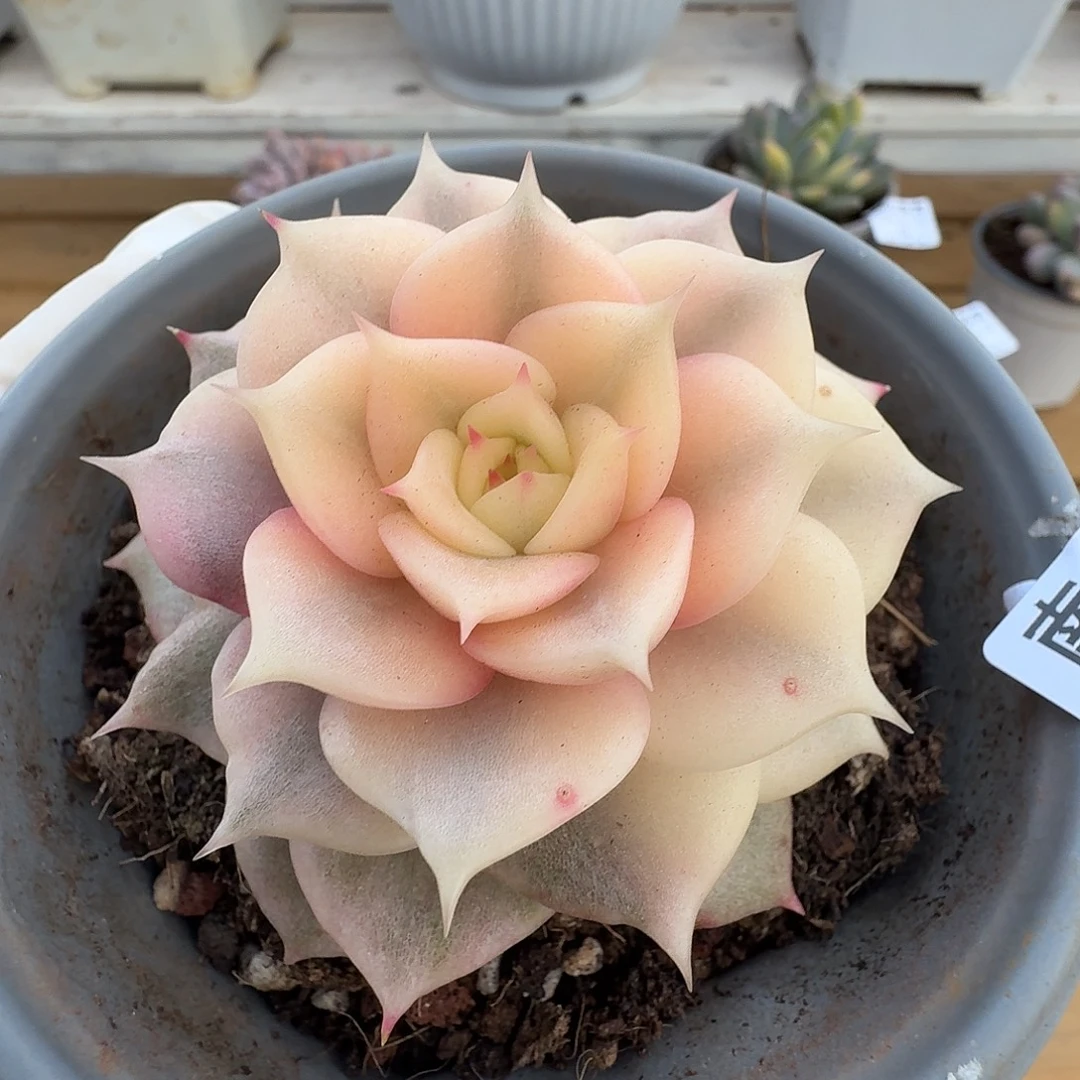 贝加尔湖锦111103-13