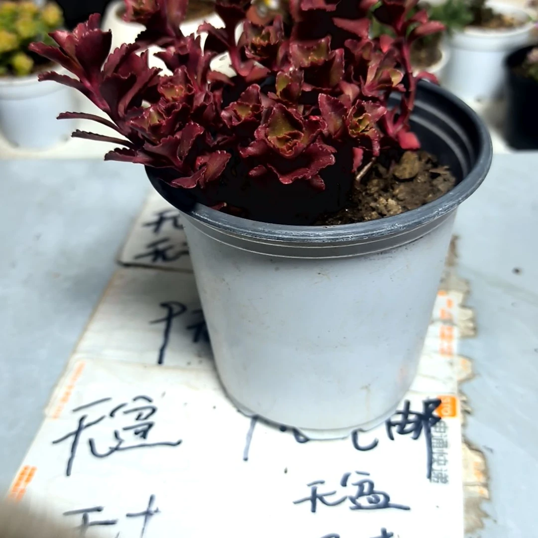 满9元包邮，小球玫瑰大盆