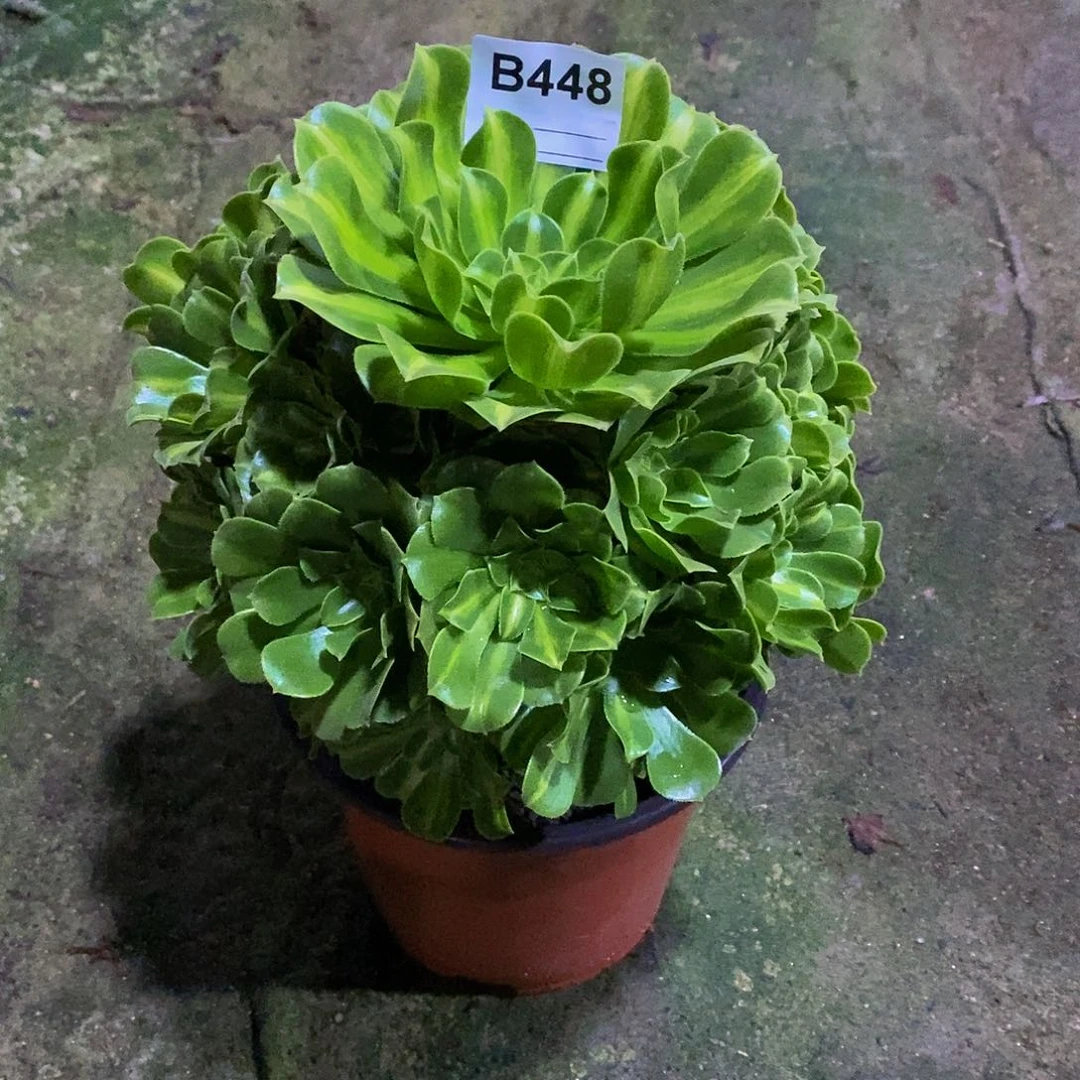 ꧁****꧂翡翠琉璃多肉448