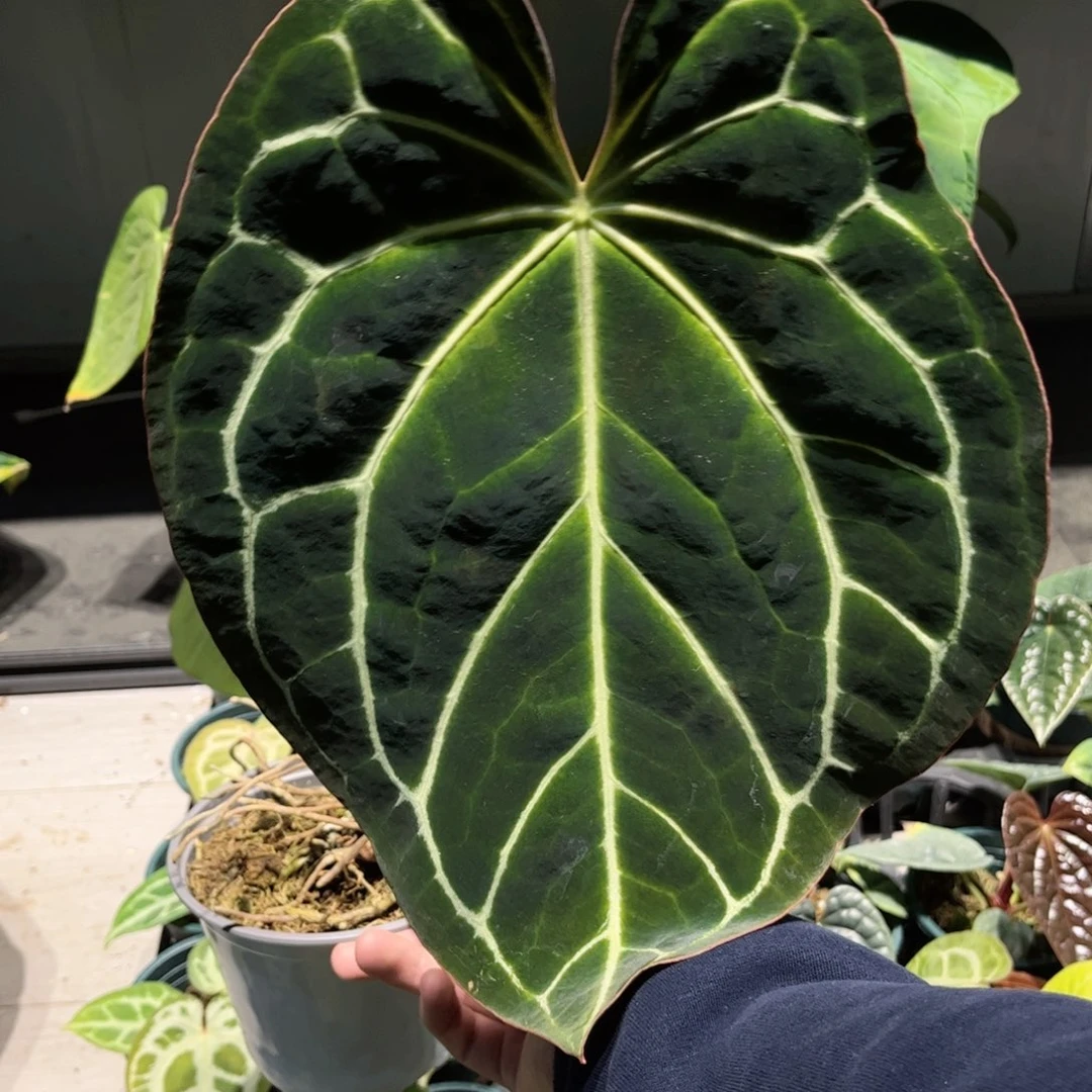 完全开放哥伦比亚黑水晶