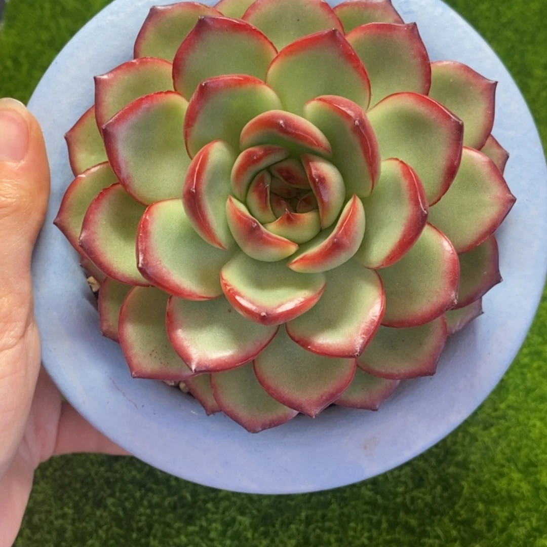 带手绘盆发货，一物一拍