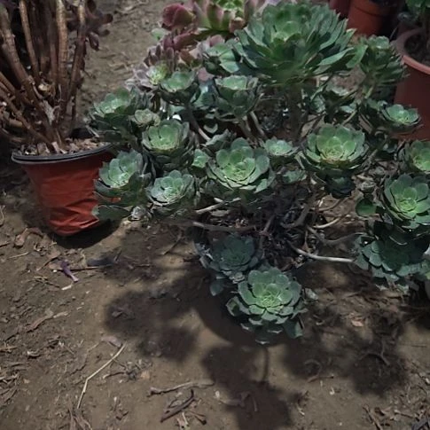 青衣法师加急发货26