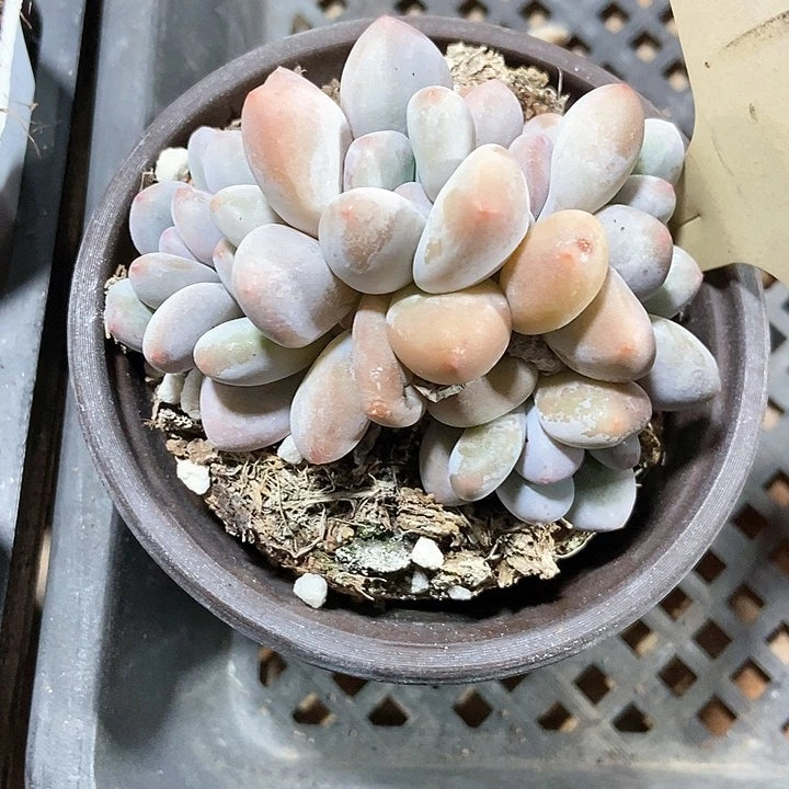 阳****脉多肉植物香水7348