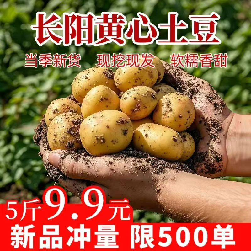 湖北高山黄皮黄心土豆新鲜小土豆现挖迷你土豆洋芋马铃薯