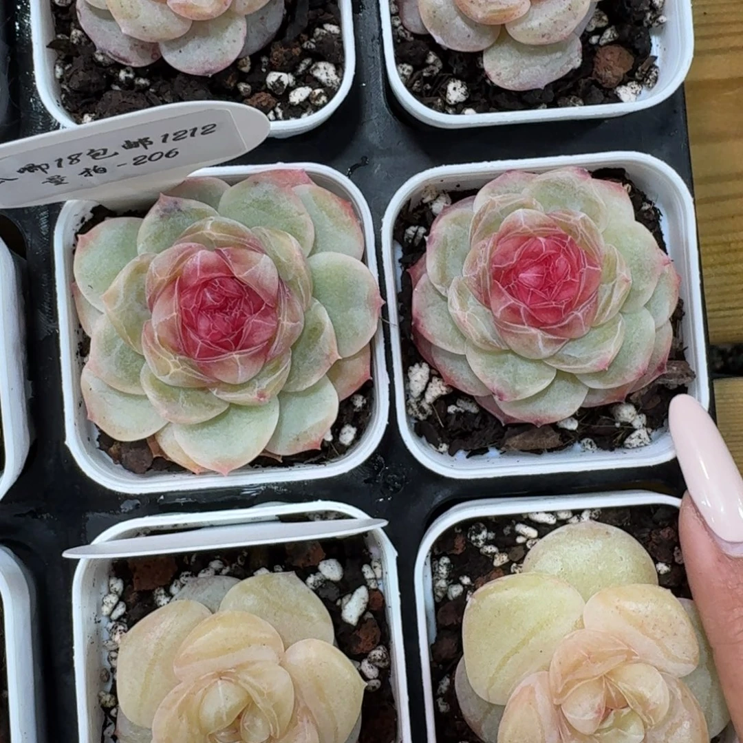 1212-206-世兰一颗量拍