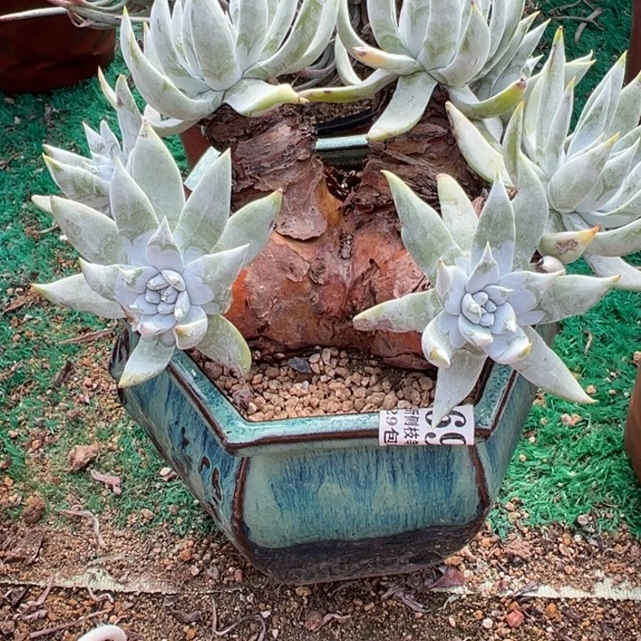 深***海69号苹果叶雪山多肉植物