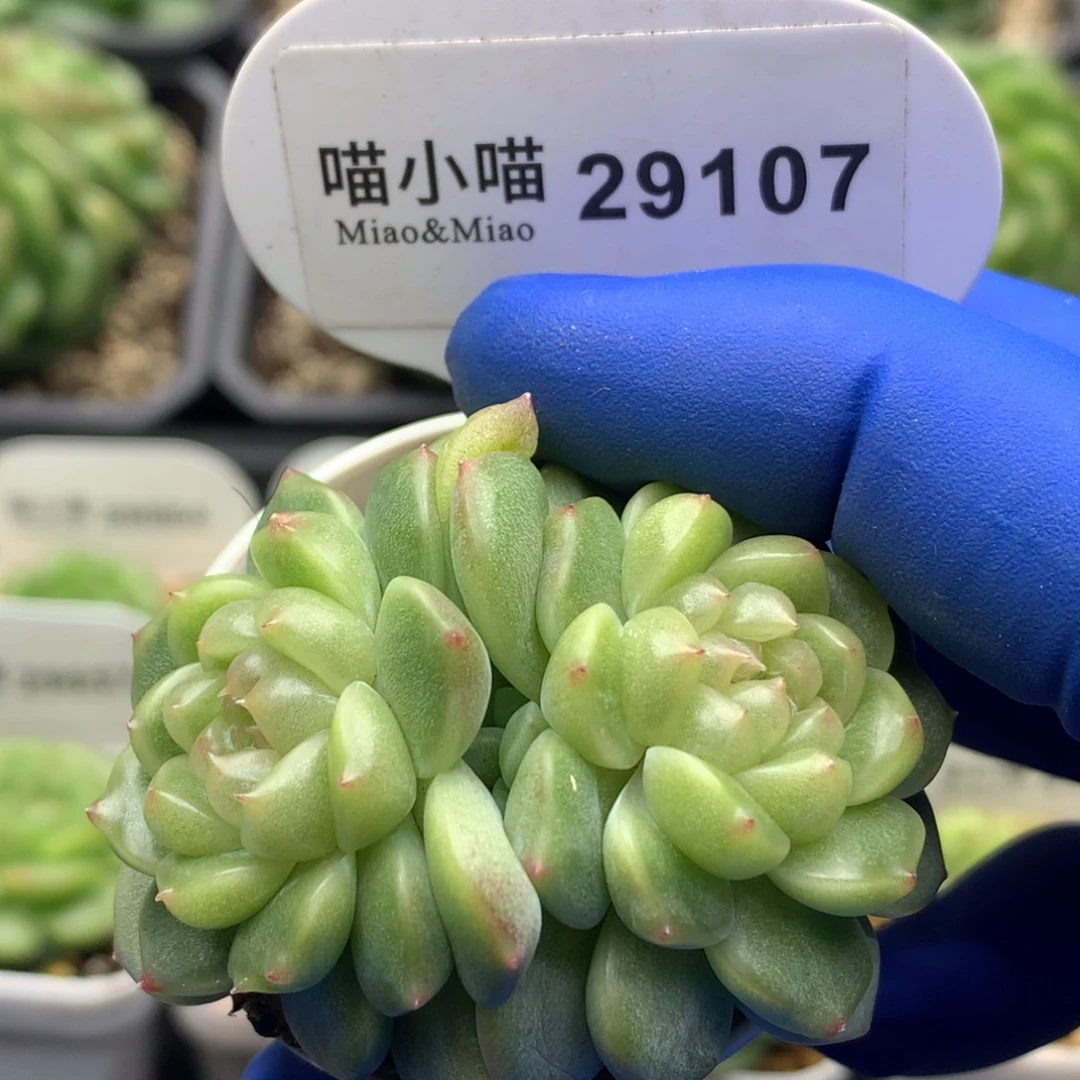 多肉植物杂交珍妮