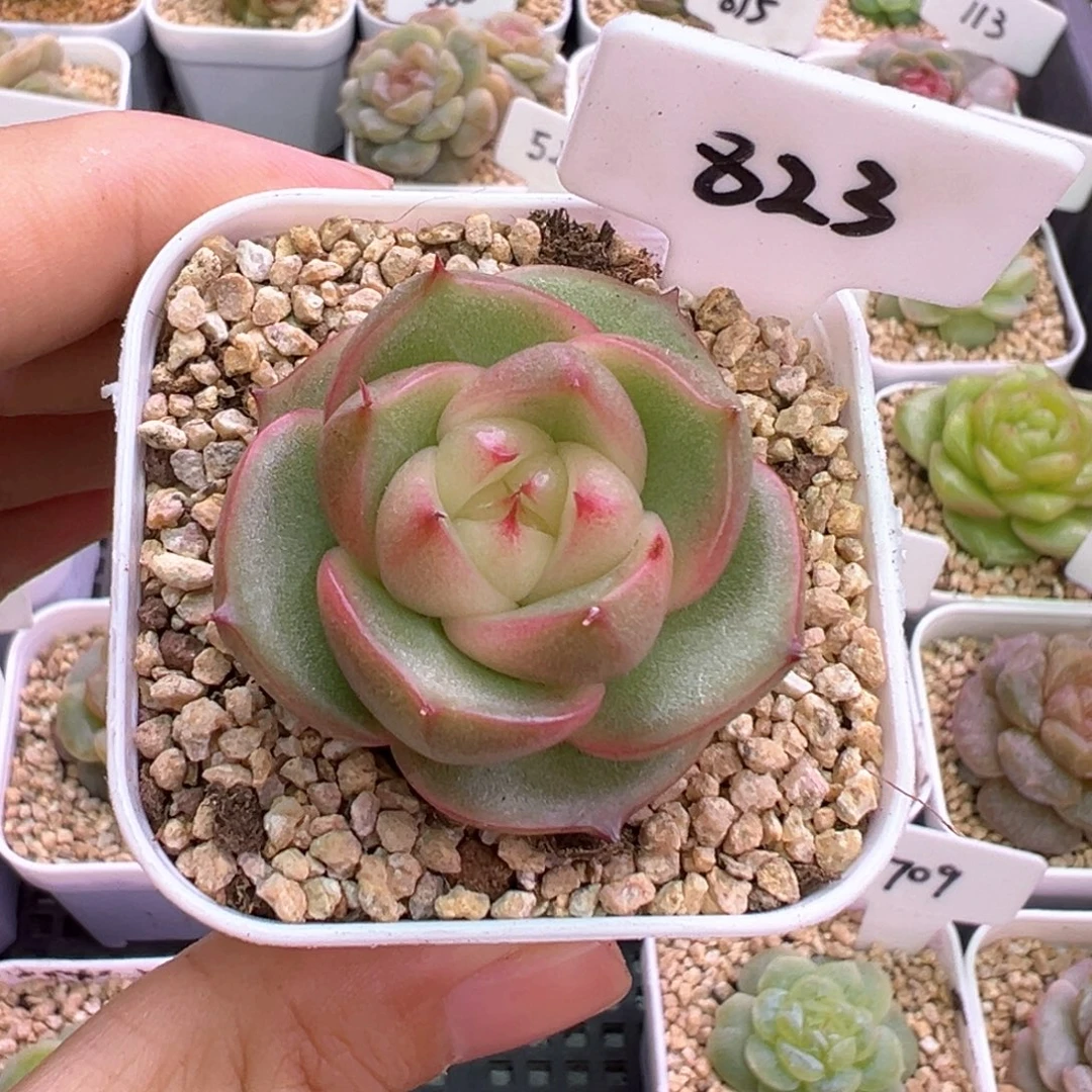 默***林823号玉玲珑 晗雨多肉